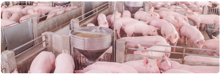 Тваринництво