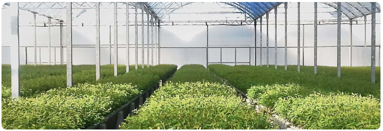 Сільське господарство